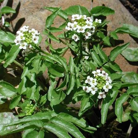 Nasturtium officinale - ‘White Variegated’ Watercress