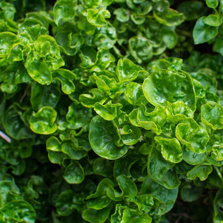 Nasturtium officinale - ‘White Variegated’ Watercress