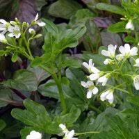 Nasturtium officinale - ‘White Variegated’ Watercress