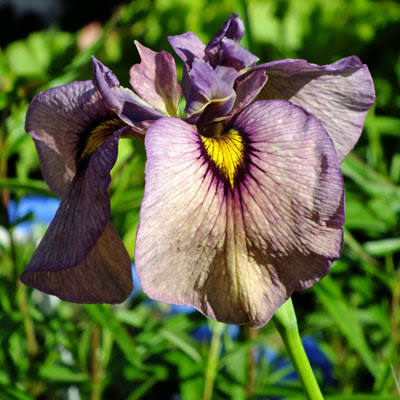 Iris pseudata - ‘Yasha’