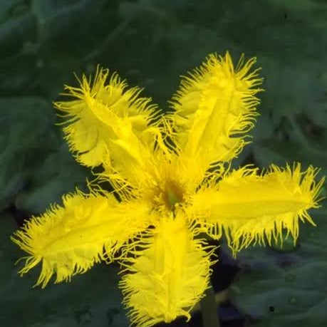 Nymphoides geminata - Yellow snowflake