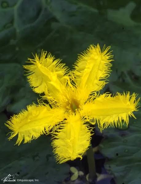 Nymphoides geminata - Yellow snowflake