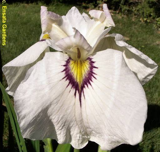 Iris pseudata - ‘Yukiyanagi'