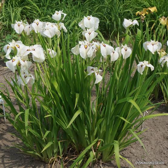 Iris pseudata - ‘Yukiyanagi'